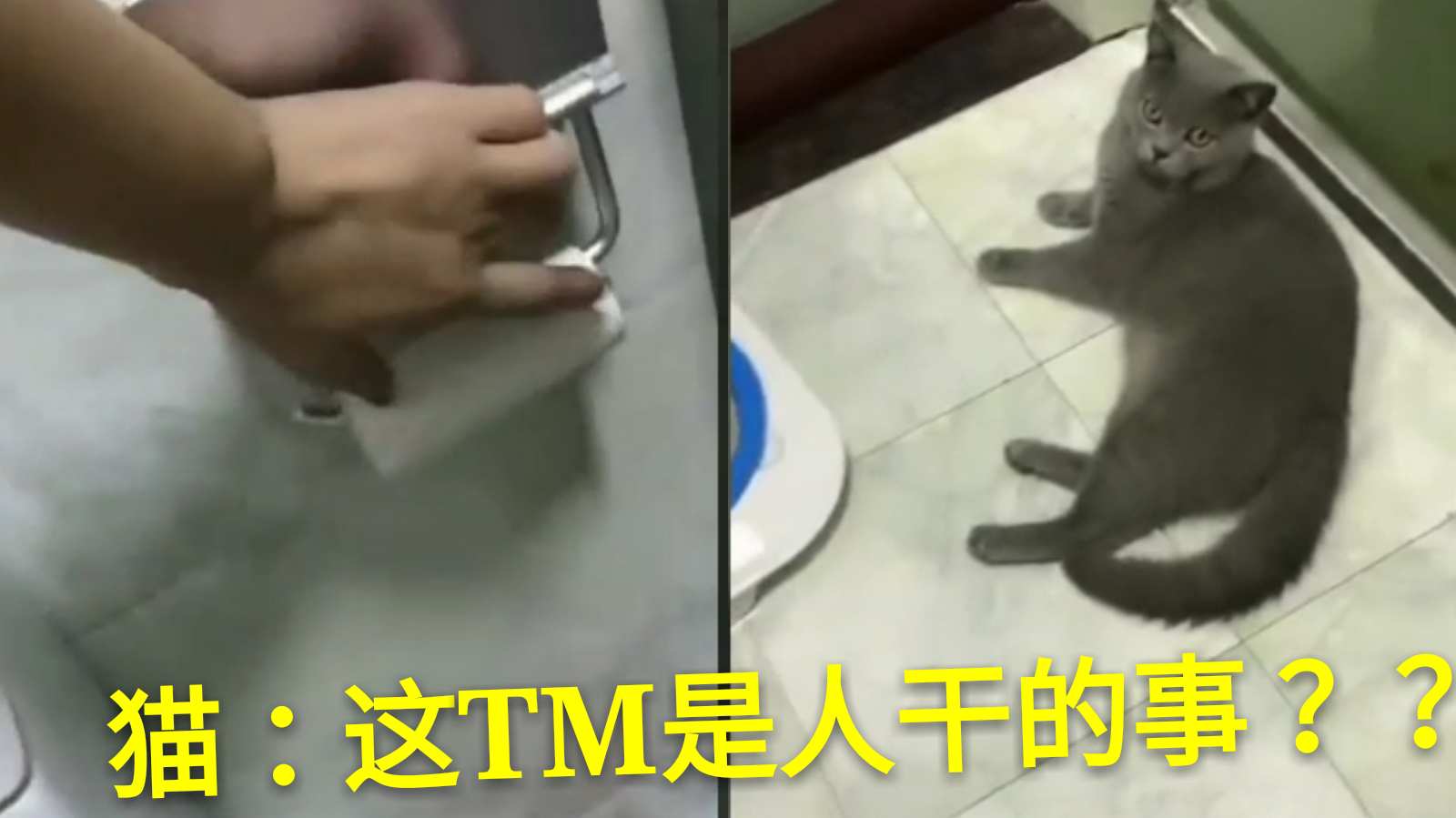 厕所没纸了...结果蓝猫遭殃了!!